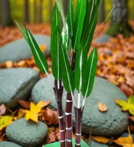 golu dolls handicrafts Artificial Sugar Cane Tree 2 ft