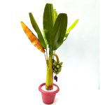 artificial banana tree 1.6 ft 1pair  pooja decor