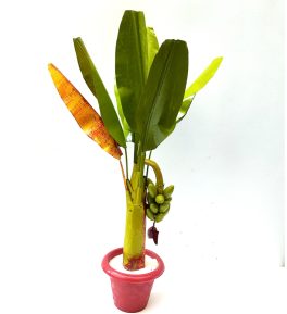 artificial banana tree 1.6 ft 1pair  pooja decor